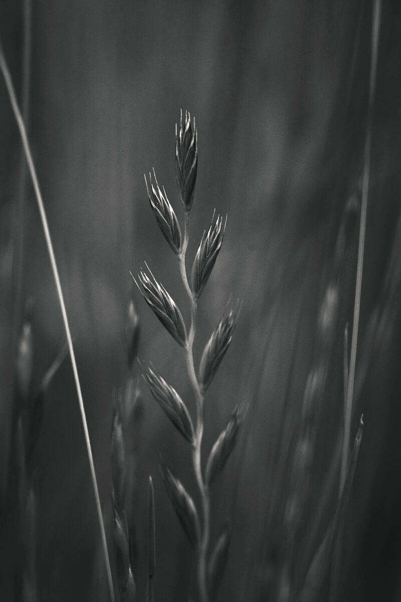 Grayscale Photo of Wheat Plant